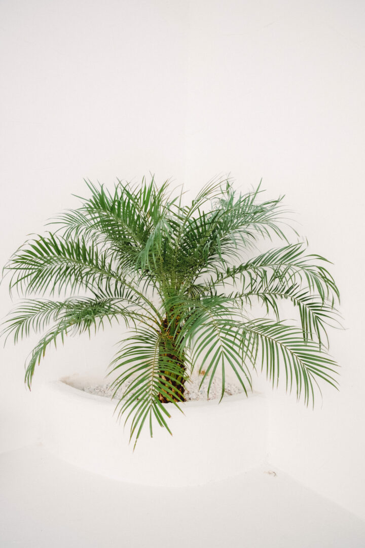 palm tree plant